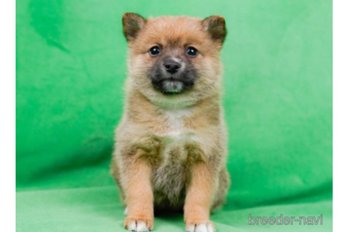 成約済の東京都のミックス犬-225171の6枚目